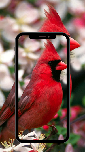 bird wallpaper 4K,UHD Screenshot 2