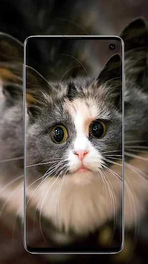 Cute Cats wallpapers Screenshot 3
