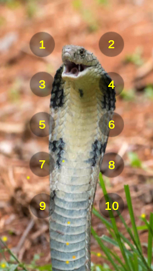 King Cobra Snake Soundboard Screenshot 0
