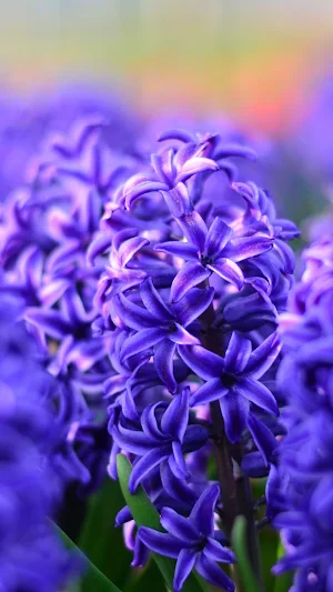 Hyacinth Wallpapers Screenshot 0