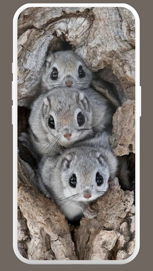 Cute Squirrel Wallpaper HD Screenshot 2