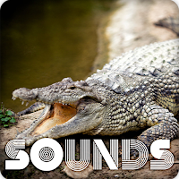 Crocodile Sound Ringtones