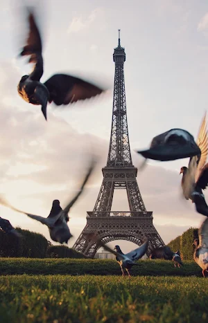 Pigeon Wallpapers Screenshot 3