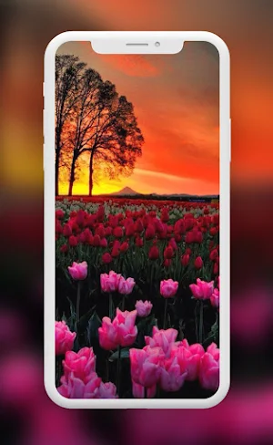 Flowers Wallpapers Screenshot 2