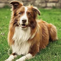 Border Collie Dog Wallpapers
