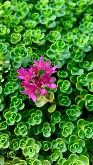 Sedum Wallpaper Screenshot 1