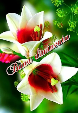 Buna dimineata Screenshot 0