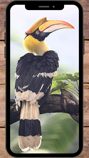 Burung Rangkong Wallpaper Screenshot 0
