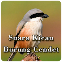 Suara Kicau Burung Cendet