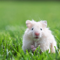 Wallpapers Hamsters