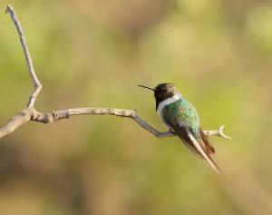 horned sungem Bird Wallpapers Screenshot 3