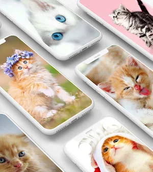 Cute Kitten Wallpaper Screenshot 3