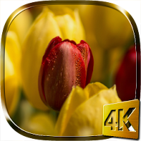 Tulips 4K Live Wallpaper