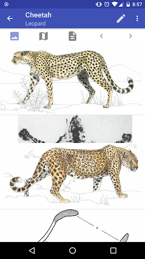 Mammals of the Southern African Subregion Screenshot 3