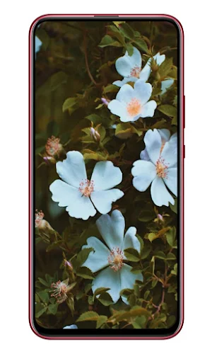 flowers wallpaper 4K Screenshot 2