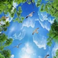 wallpaper bird flying-sky
