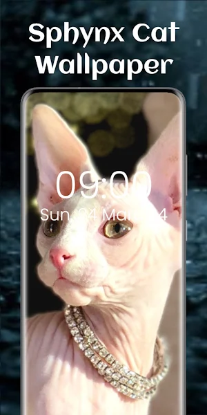 Sphynx Cat Wallpaper Screenshot 0
