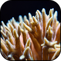 Corals wallpapers