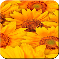 Sunflower Wallpaper