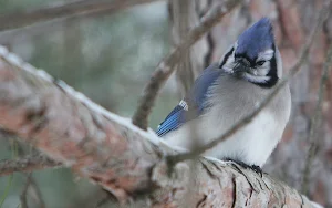 Blue Jay Bird Wallpaper HD Screenshot 1