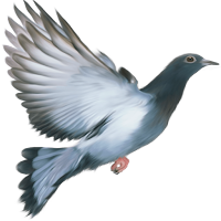 Pigeon disease and treatment