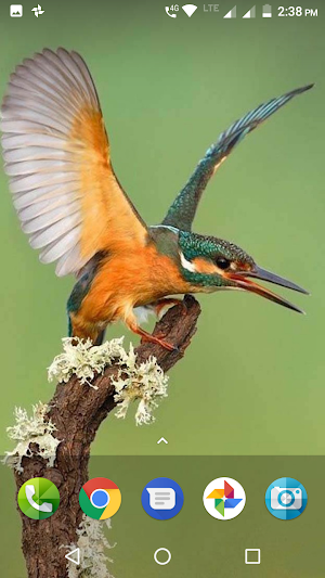 Kingfisher Bird Wallpaper Screenshot 0