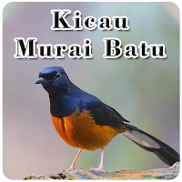 Kicau Burung Murai Batu