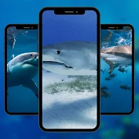 Wallpaper Shark Fish