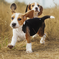 Beagle Wallpaper