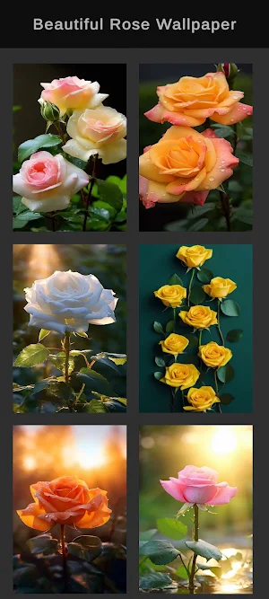 Beautiful Rose Wallpaper Screenshot 1