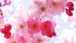Pink Flower Wallpaper Screenshot 3