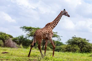 Giraffe Wallpapers 2 Screenshot 0
