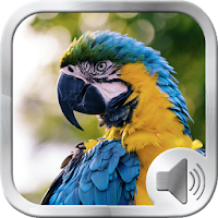 Birds Sounds Ringtones