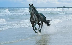 Horse Wallpapers Screenshot 2