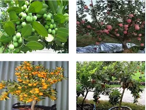 Fruit plants at Bonsai Screenshot 0