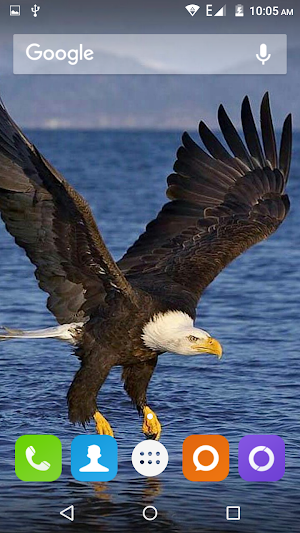 Eagle Wallpapers Hd Screenshot 3