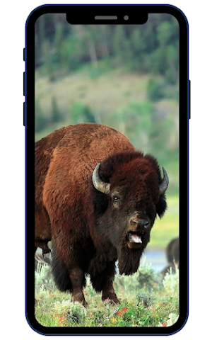 Bison Wallpaper Screenshot 1