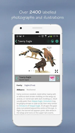 Newman's Birds Southern Africa Screenshot 1