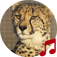 Cheetah (animal) sounds ~ Sboard.pro