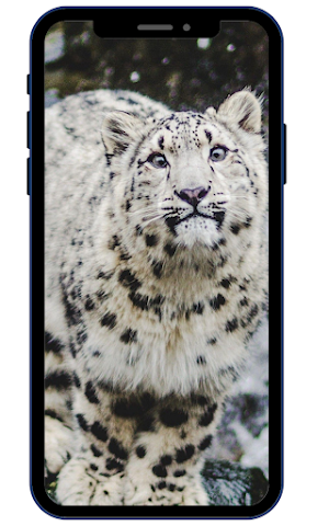 Leopard Wallpapers Screenshot 2