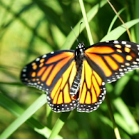 Butterflies Live Wallpaper