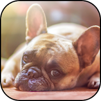 Dogs wallpapers