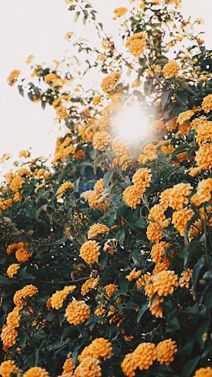 Flowers Wallpapers Screenshot 2