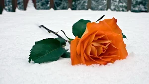 Orange Rose Wallpapers Screenshot 1