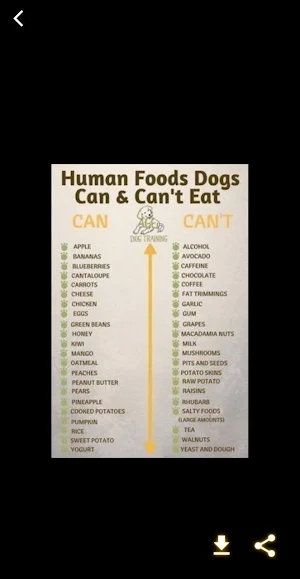 homemade dog food recipe Screenshot 1