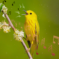 Bird Ringtones & Wallpaper