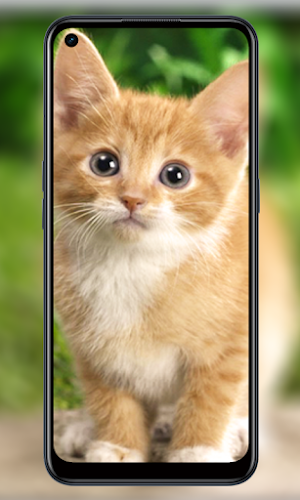 Wallpaper Cute cat 4K Screenshot 0