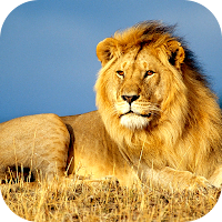 Lion Wallpaper 2023