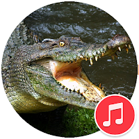 Crocodile Sounds