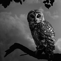 Owl Night Wallpaper HD Offline
